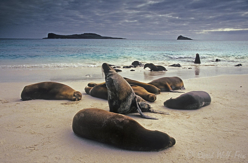 012 Seelöwen auf Hispaniola Island.jpg