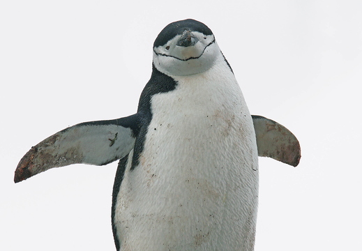 005 Zügelpinguin