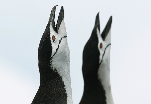006 Zügelpinguin