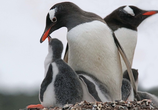 007 Eselspinguine