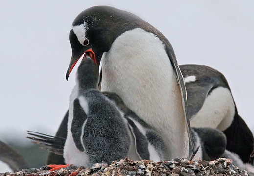 008 Eselspinguine