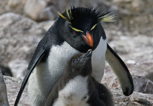 009 Rockhopper (Felsenpinguin)