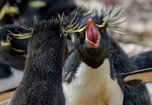010 Rockhopper (Felsenpinguin)
