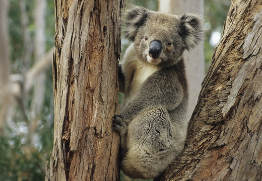 036 Koala