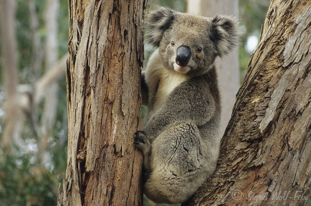 036 Koala.jpg