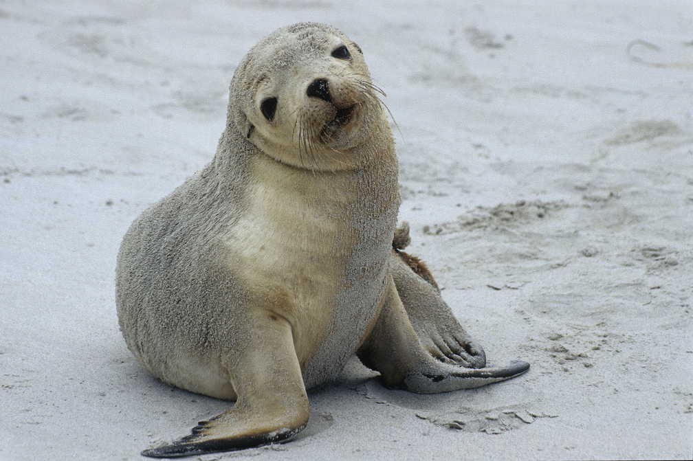 038 Seelöwe.jpg