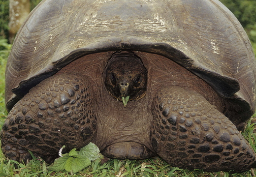 017 Riesenschildkröte, Santa Cruz