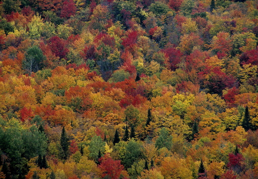 006 Indian Summer