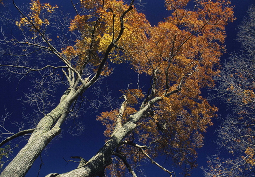 015 Indian Summer