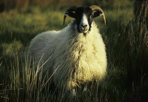 001 Schafbock