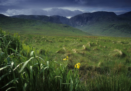 005 Donegal