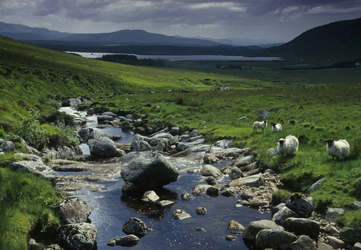 006 Donegal