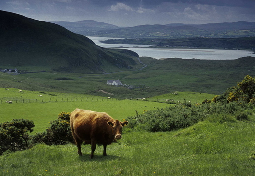 007 Donegal