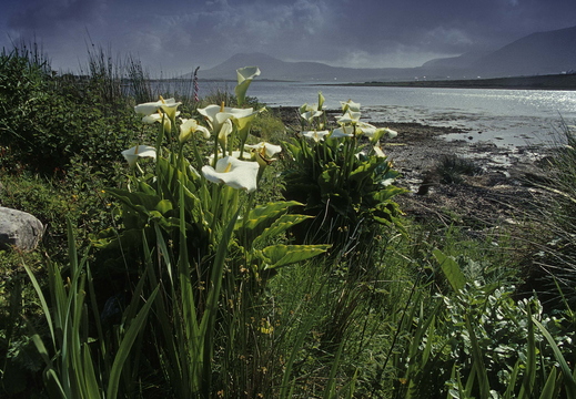 011 Achill Island