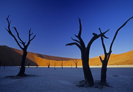 011 Sossusvlei, Dead Vlei