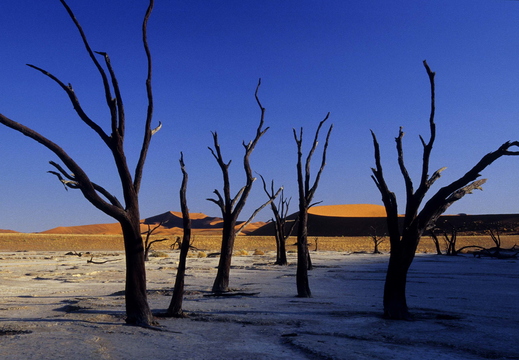 012 Sossusvlei, Dead Vlei