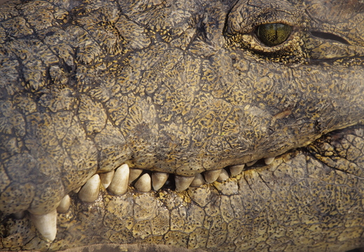 030 Krokodil, Okavango
