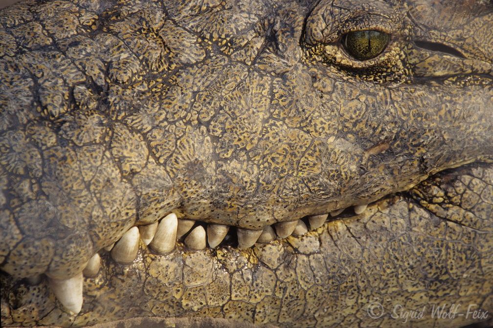 030 Krokodil, Okavango.jpg