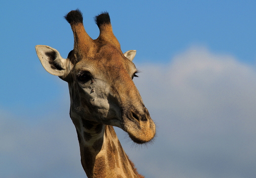 005 Giraffe