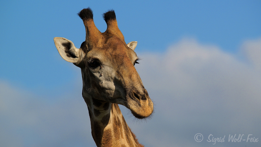 005 Giraffe.jpg