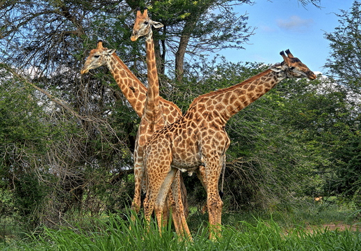 006 Giraffen, Krüger Nationalpark