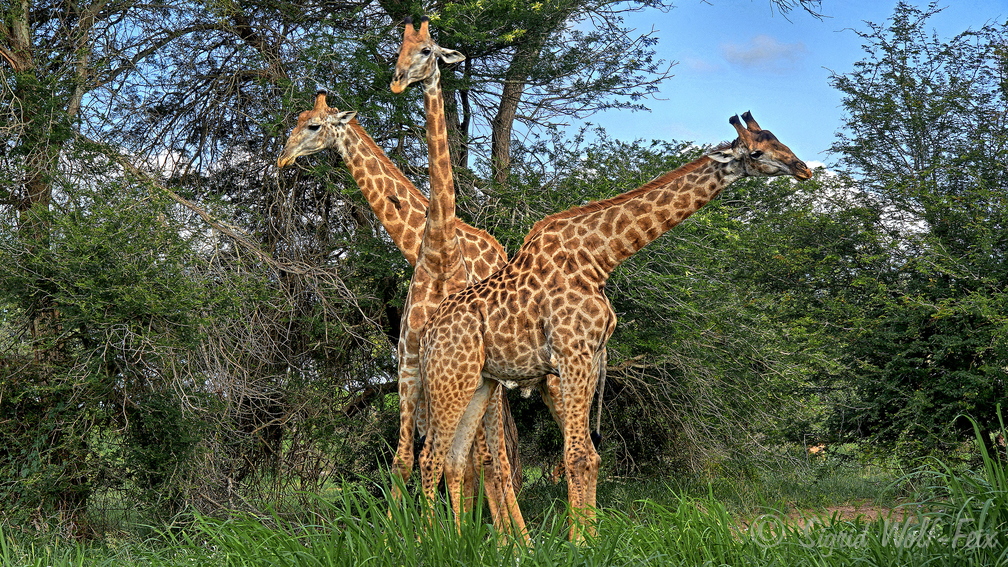 006 Giraffen, Krüger Nationalpark.jpg