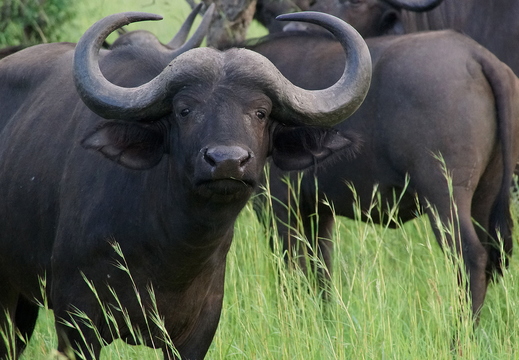 007 Büffel, Krüger Nationalpark