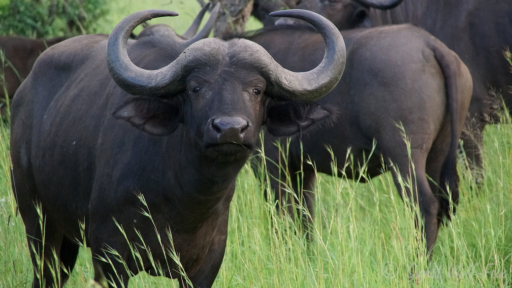 007 Büffel, Krüger Nationalpark.jpg