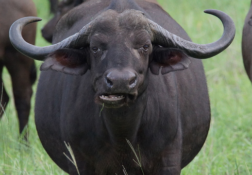 008 Büffel, Krüger Nationalpark