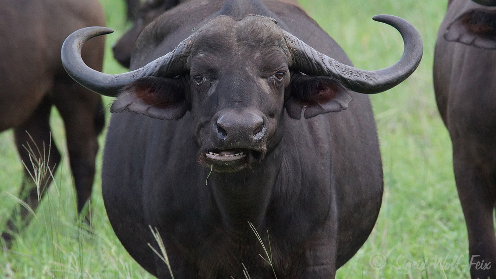 008 Büffel, Krüger Nationalpark.jpg