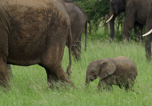 009 Elefanten im Krüger Natonalpark