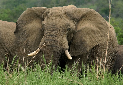 010 Addo Elefant Park