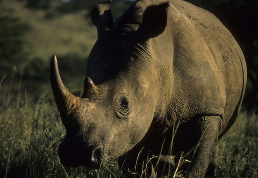 012 Nashorn