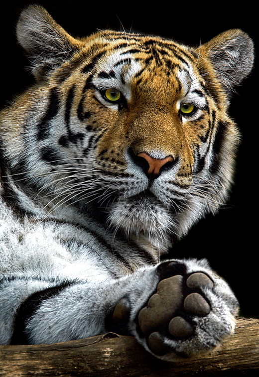 014 Tiger.jpg