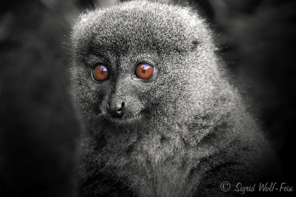 020 Bambus Lemur.jpg