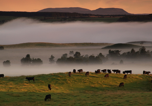 010 Scottish Morning