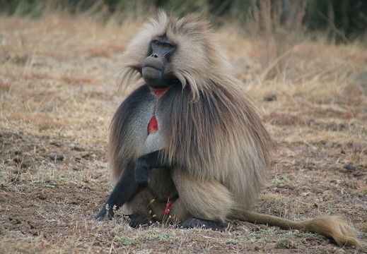003 Simien Gebirge, Dschelada