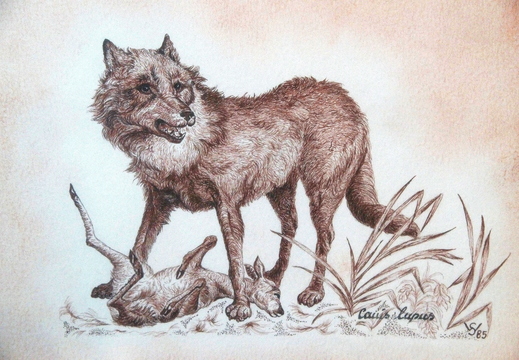 022 Tuschezeichnung Wolf