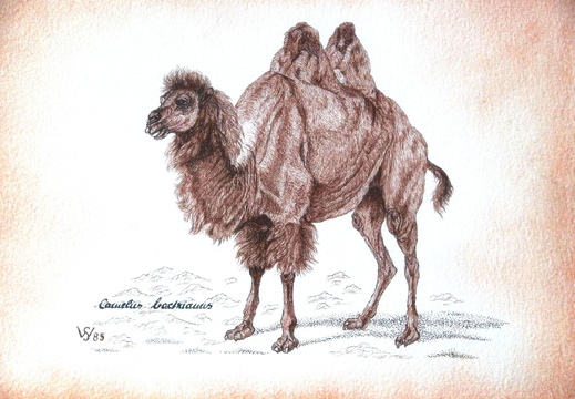 019 Tuschezeichnung Trampeltier