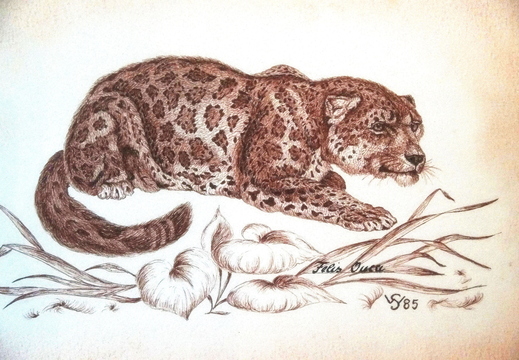 021 Tuschezeichnung Jaguar