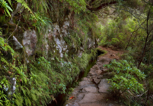 015 Levada