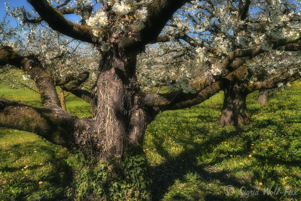 082 Kirschbäume bei Wannbach.jpg