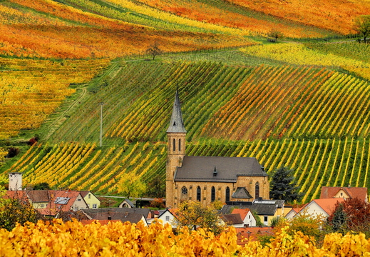 006 Pfälzer Wein