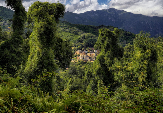 008 Castagnicca