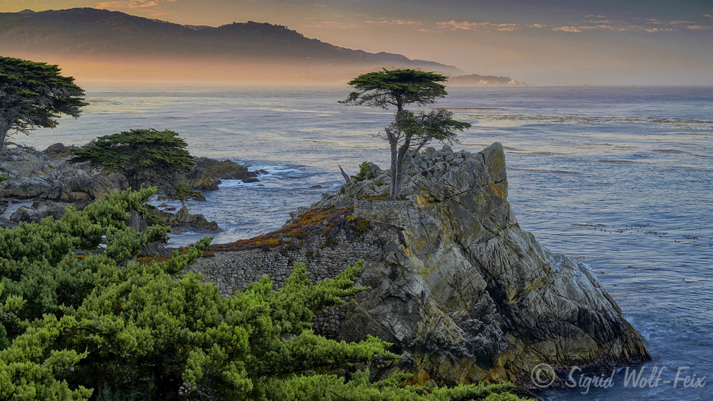 011 Lone Pine, Monterey.jpg