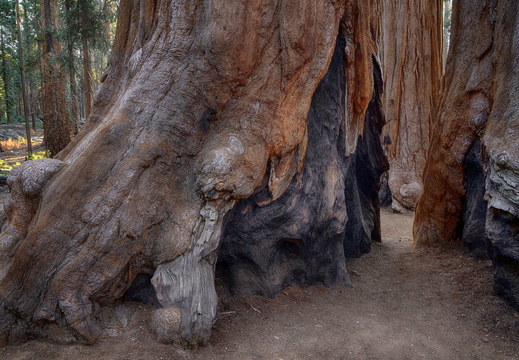 041 Sequoia