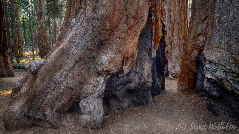 041 Sequoia.jpg