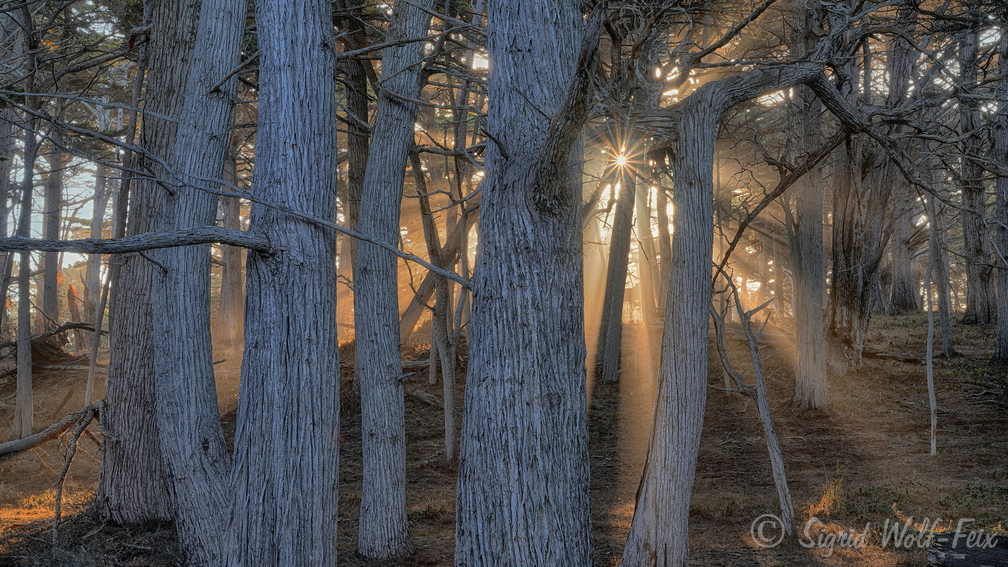 042 Zypressenwald, Monterey.jpg
