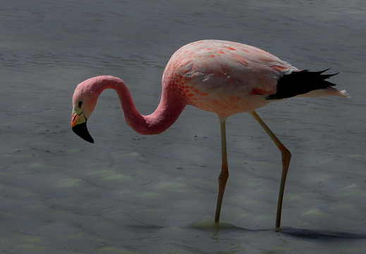 019 Flamingo
