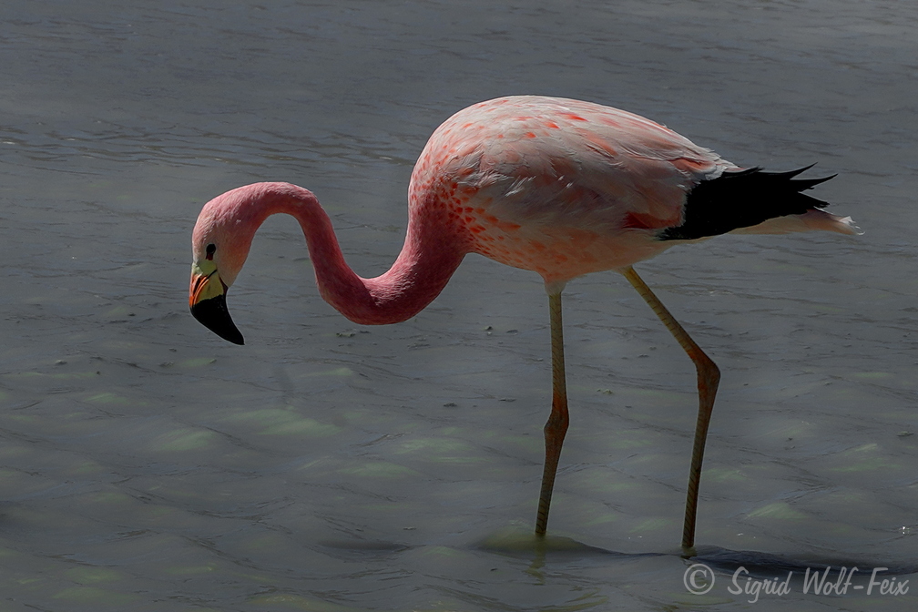 019 Flamingo.jpg